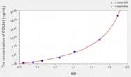 Rat COL2a1(Collagen Type II α 1) ELISA Kit
