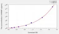 Mouse MANF(Mesencephalic Astrocyte Derived Neurotrophic Factor) ELISA Kit