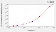 Rat LRP1(Low Density Lipoprotein Receptor Related Protein 1) ELISA Kit