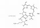 Chlorin e6 monolysine amide trisodium salt