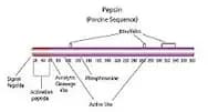 Pepsin 2x cryst. ex. Porcine Stomach Mucosa, 2500U/mg powder