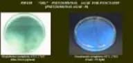Pseudomonas Agar for Pyocyanin
