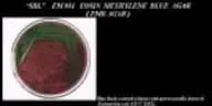 EMB Agar