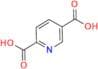 Isocinchomeronic acid