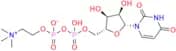 Uridine Diphosphate Choline