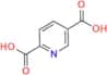 Isocinchomeronic acid