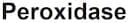 Peroxidase