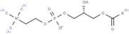 Lysophosphatidylcholines