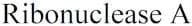 Ribonuclease A
