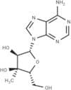 3'-β-C-Methyladenosine