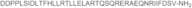 Urocortin, rat