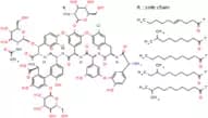 Teicoplanin