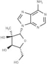 2'-C-Methyladenosine