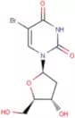 5-BrdU