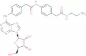 Adenosine amine congener
