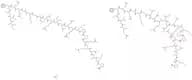 Calcineurin Autoinhibitory Peptide acetate