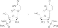 Uridine Monophosphate Disodium Salt (2’- and 3’- mixture)